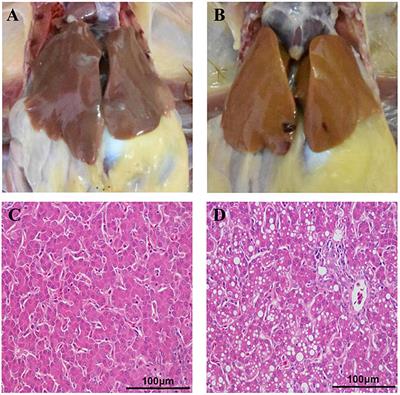 Dysregulated H3K27 Acetylation Is Implicated in Fatty Liver Hemorrhagic Syndrome in Chickens